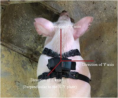 Effect of De-noising by Wavelet Filtering and Data Augmentation by Borderline SMOTE on the Classification of Imbalanced Datasets of Pig Behavior